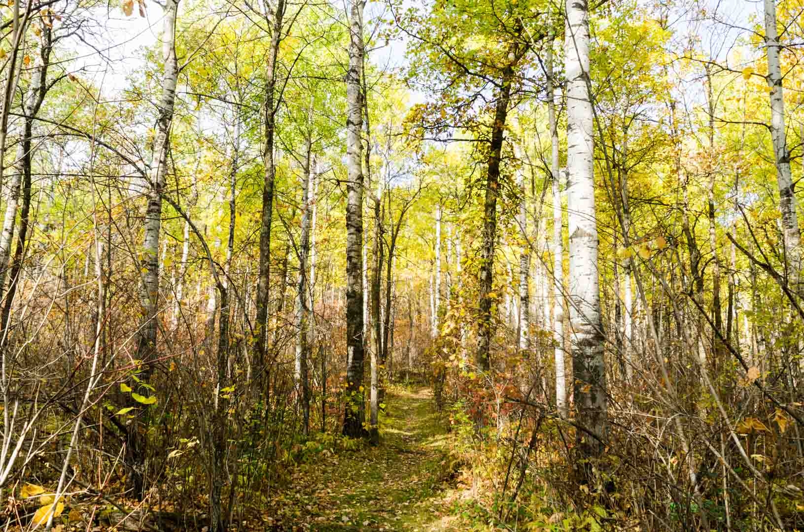 Gorge Creek Trail - Riding Mountain National Park, MB